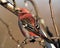 Grosbeak Stock Photo. Grosbeak perched on a branch displaying red feather wings with a blur background in the winter season in its