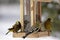 Grosbeaks at bird-feeder