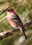 Grosbeck Bird Stock Photo.   Grosbeak bird close-up profile view in the winter season bokeh background.