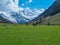 Grossglockner - Sheep grazing on lush green alpine meadow with panoramic view of snow covered mountain peaks of High Tauern