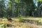 Grossofen - Scenic view of massive rock formation called Grossofen surrounded by idyllic forest in Modriach, Hebalm, Kor Alps