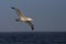 Grote Albatros, Snowy (Wandering) albatross, Diomedea (exulans)