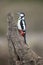 Grote Bonte Specht, Great Spotted Woodpecker, Dendrocopos major