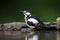 Grote Bonte Specht, Great Spotted Woodpecker, Dendrocopus major