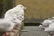 Grote Burgemeester, Glaucous Gull, Larus hyperboreus