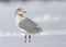 Grote Burgemeester, Glaucous Gull, Larus hyperboreus