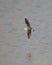 Grote Franjepoot, Wilson\'s Phalarope, Steganopus tricolor