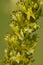 Grote keverorchis, Common Twayblade, Listera ovata