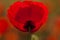 Grote klaproos, Corn Poppy, Papaver rhoeas