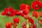 Grote klaproos, Corn Poppy, Papaver rhoeas