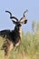 Grote koedoe, Greater Kudu, Tragelaphus strepsiceros