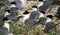 Grote Kuifstern, Great Crested-Tern, Thalasseus bergii