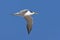Grote Kuifstern, Great Crested Tern, Thalasseus bergii