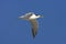 Grote Kuifstern, Swift Tern, Sterna bergii