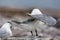 Grote Kuifstern, Swift Tern, Thalasseus bergii