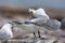 Grote Kuifstern, Swift Tern, Thalasseus bergii