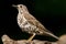 Grote Lijster, Mistle Thrush, Turdus viscivorus