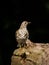 Grote Lijster, Mistle Thrush, Turdus viscivorus