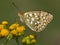 Grote parelmoervlinder, Dark Green Fritillary, Argynnis aglaja