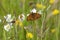 Grote parelmoervlinder, Dark Green Fritillary, Argynnis aglaja