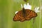 Grote parelmoervlinder, Dark Green Fritillary, Argynnis aglaja