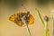 Grote parelmoervlinder, Dark Green Fritillary, Argynnis aglaja