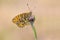 Grote parelmoervlinder, Dark Green Fritillary, Argynnis aglaja