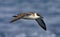 Grote Pijlstormvogel, Great Shearwater, Puffinus gravis