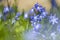 Grote sneeuwroem, Forbes \' glory-of-the-snow, Chionodoxa forbesii