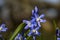 Grote sneeuwroem, Forbes \' glory-of-the-snow, Chionodoxa forbesii