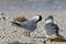 Grote stern, Sandwich Tern, Sterna sandvicensis