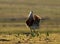 Grote Trap, Great Bustard, Otis tarda