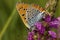 Grote vuurvlinder, Large Copper, Lycaena dispar batava