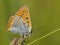 Grote vuurvlinder, Large Copper, Lycaena dispar batava