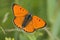 Grote vuurvlinder, Large Copper, Lycaena dispar batava