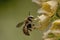 Grote Wolbij, Wool Carder Bee, Anthidium manicatum