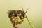 Grote Wolbij, Wool Carder Bee, Anthidium manicatum