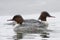 Grote Zaagbek, Goosander, Mergus merganser