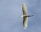 Grote Zilverreiger, Great Egret, Ardea alba