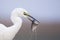 Grote Zilverreiger, Western Great Egret, Ardea alba alba