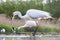 Grote Zilverreiger, Western Great Egret, Ardea alba alba