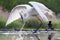 Grote Zilverreiger, Western Great Egret, Ardea alba alba