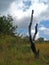 GROTESQUE DEAD TREE STUMP STILL STANDING