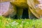 Grotta dei cordari cave in the Neapolis Archaeological Park in Syracuse, Sicily, Italy