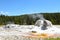 Grotto Geyser Yellowstone