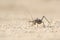 A Ground Armour plated cricket. Close up. Macro shot. Detailed image. found in Southern Namibia, Zimbabwe, South Africa, Swaziland