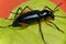 Ground beetle