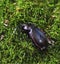 Ground beetle, carabus