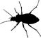 Ground beetle (Carabus granulatus)