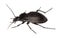 Ground beetle (Carabus hortensis)